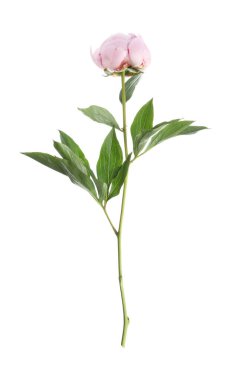 Güzel pembe şakayık çiçeği beyaz üzerine izole edilmiş