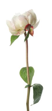 Güzel kokulu şakayık çiçeği bembeyaz