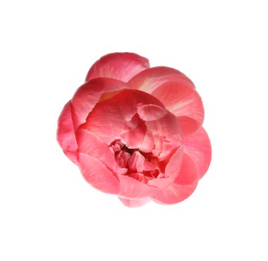 Güzel çiçek açan pembe şakayık beyazda izole edilmiş