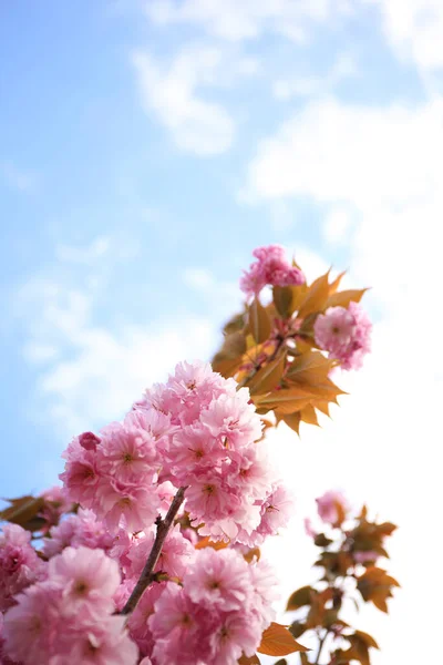 Vista Close Árvore Sakura Rosa Florescente Livre — Fotografia de Stock