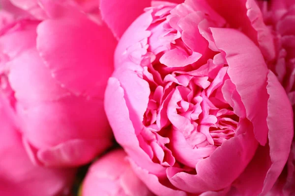 Букет Розового Пиона Качестве Фона — стоковое фото