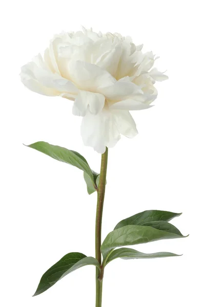 Beautiful Fragrant Peony Flower Isolated White — Stock Photo, Image