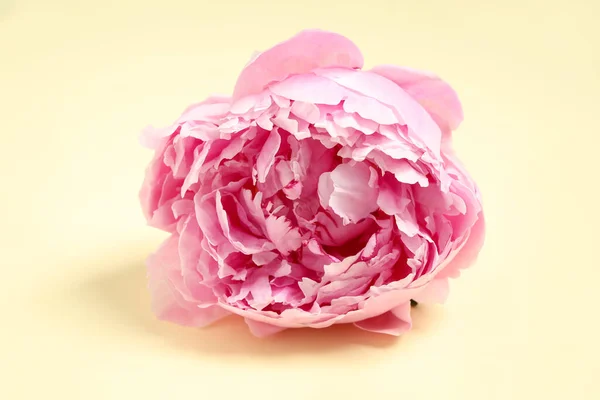 Belle Fleur Pivoine Rose Sur Fond Beige — Photo