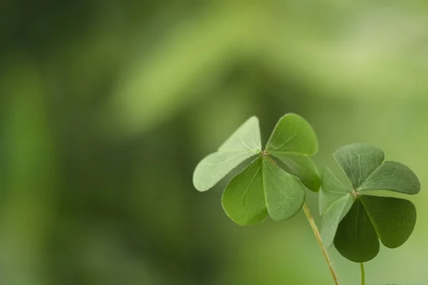 Klaver Vertrekt Wazige Achtergrond Ruimte Voor Tekst Patrick Day Symbool — Stockfoto