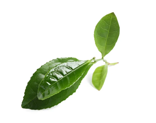 Grüne Blätter Der Teepflanze Isoliert Auf Weiß — Stockfoto
