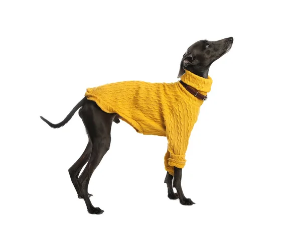 Cane Levriero Italiano Che Indossa Maglione Sfondo Bianco — Foto Stock