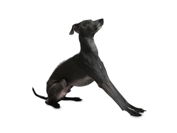 Cão Greyhound Italiano Bonito Fundo Branco — Fotografia de Stock