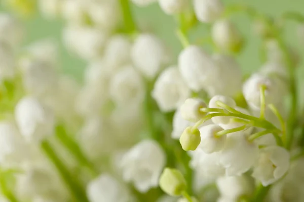 Vacker Lilja Dalen Blommor Grön Bakgrund Närbild — Stockfoto
