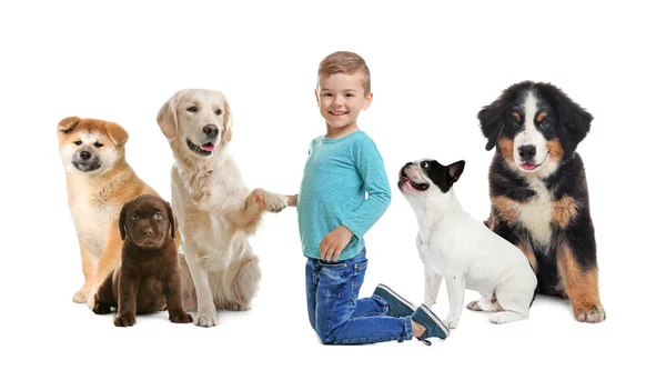 Lindo Niño Pequeño Con Sus Mascotas Sobre Fondo Blanco Diseño —  Fotos de Stock