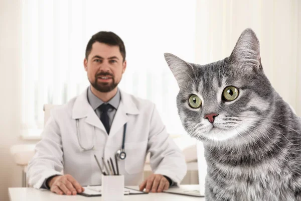 Niedliche Gestromte Katze Und Tierarzt Büro — Stockfoto