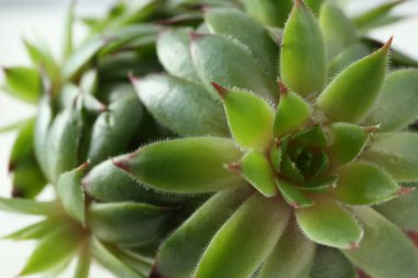 Beyaz arka planda güzel echeverias, üst manzara. Sulu bitkiler.