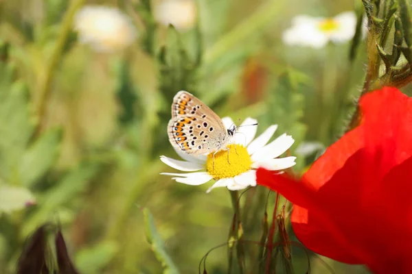 Beau Papillon Sur Fleur Camomille Extérieur Gros Plan — Photo