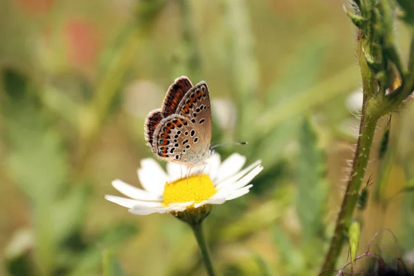 Beau Papillon Sur Fleur Camomille Extérieur Gros Plan — Photo