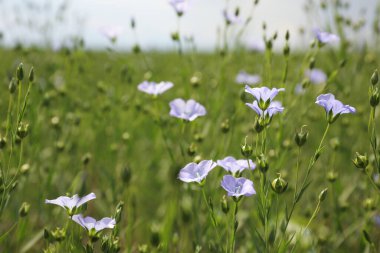 Güzel çiçek açan keten tarlasının yakın görüntüsü