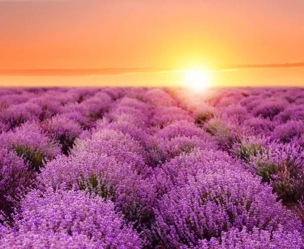 Schöner Blühender Lavendel Auf Dem Feld Einem Sommertag Bei Sonnenuntergang — Stockfoto