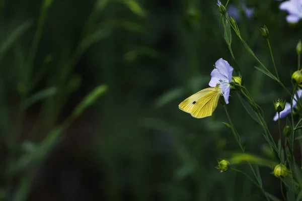 Papillon Sur Fleur Lin Fleurs Dans Champ Gros Plan Espace — Photo