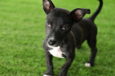 Yeşil çimlerin üzerinde şirin bir köpek yavrusu. Yavru hayvan
