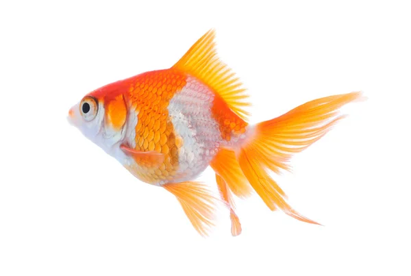 Krásné Světlé Malé Zlaté Rybky Izolované Bílém — Stock fotografie