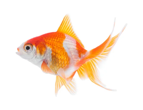 Beautiful Bright Small Goldfish Isolated White Stock Image