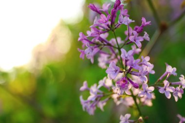 Güzel çiçek açan leylak çalıların yakın görüntüsü.
