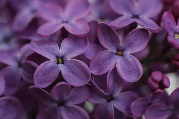 Närbild Bild Vackra Blommande Syren Som Bakgrund — Stockfoto
