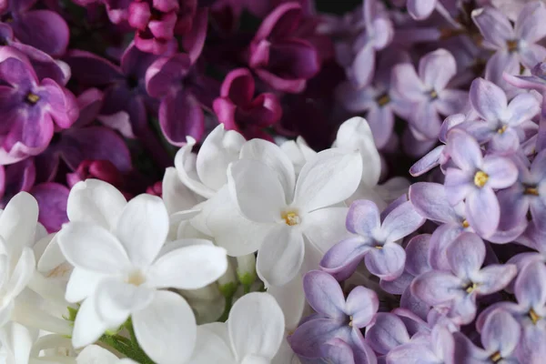 Différentes Belles Fleurs Lilas Comme Fond Gros Plan — Photo