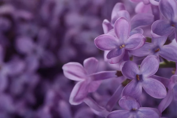 Närbild Bild Vackra Blommande Syren Som Bakgrund — Stockfoto