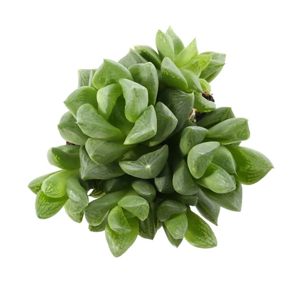 Belo Echeveria Isolado Branco Vista Superior Planta Suculenta — Fotografia de Stock