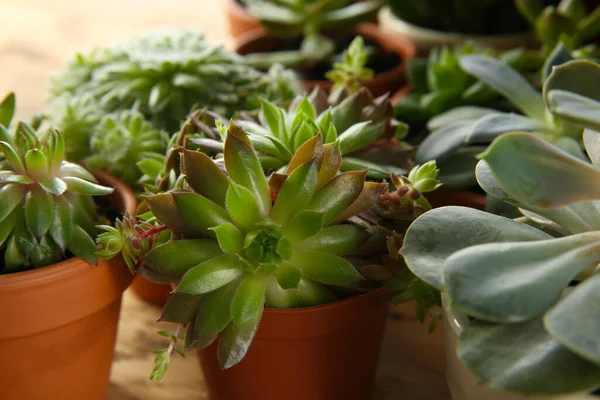 Masada Birçok Farklı Ekheverias Var Yakın Plan Güzel Sulu Bitkiler — Stok fotoğraf