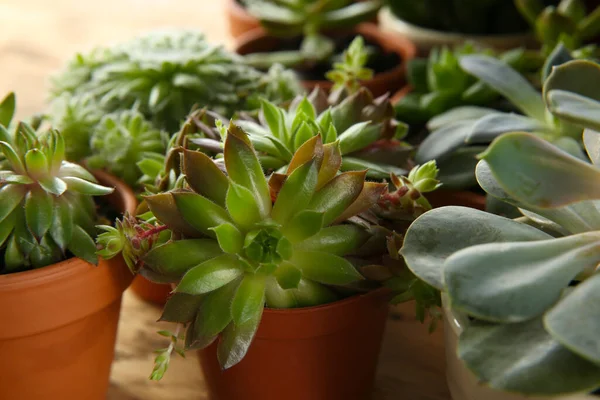 Muchos Diferentes Echeverias Mesa Primer Plano Hermosas Plantas Suculentas — Foto de Stock