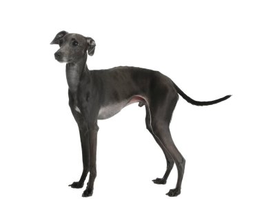 Beyaz arka planda sevimli İtalyan tazı köpeği