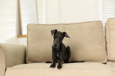 İtalyan Greyhound köpeği evdeki kanepede