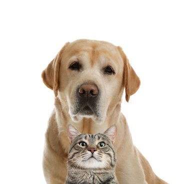 Beyaz arka planda sevimli kedi ve köpek. Yumuşak arkadaşlar