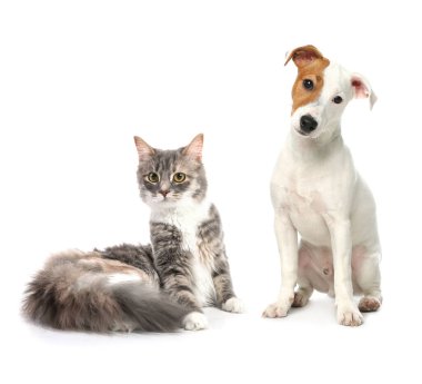 Beyaz arka planda sevimli kedi ve köpek. Yumuşak arkadaşlar
