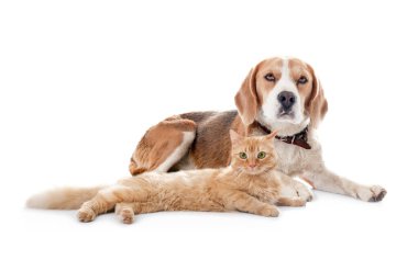 Beyaz arka planda sevimli kedi ve köpek. Yumuşak arkadaşlar