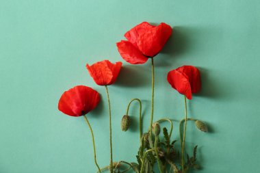 Açık mavi arka planda güzel kırmızı gelincik çiçekleri, düz yatıyordu.