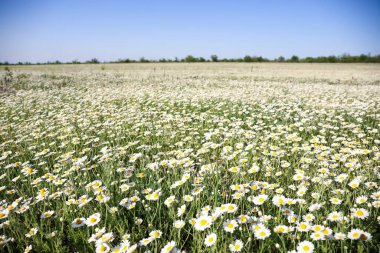 Güneşli bahar gününde güzel papatya tarlası