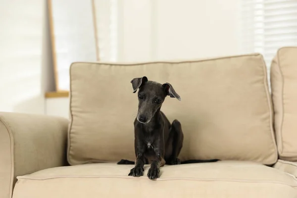 Italian Greyhound dog on sofa at home