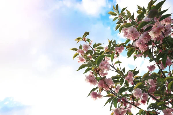 Blühender Rosa Sakura Baum Freien Einem Frühlingstag Nahaufnahme — Stockfoto