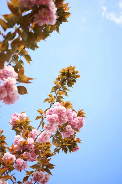 Крупним Планом Вид Квітучого Рожевого Дерева Сакури Відкритому Повітрі — стокове фото