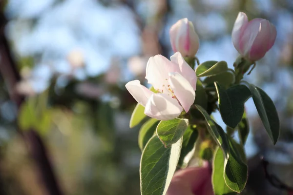 Closeup View Beautiful Blossoming Quince Tree Outdoors Spring Day — Stock Photo, Image