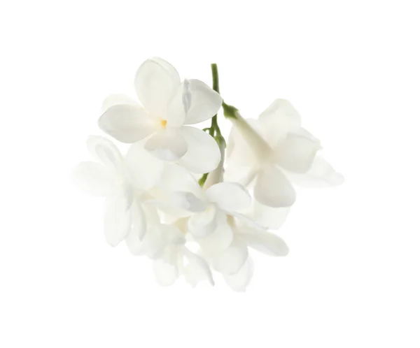 Bela Flor Lilás Fresco Isolado Branco — Fotografia de Stock