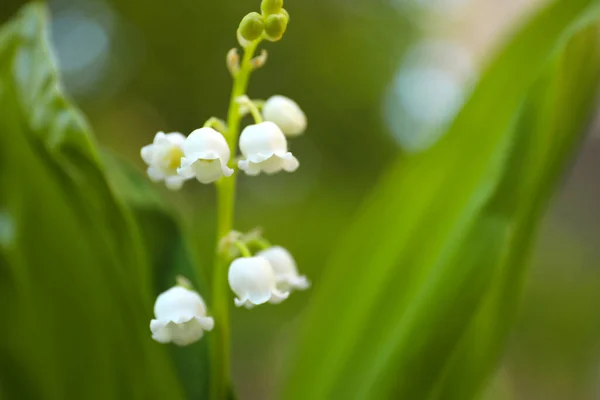 Beau Lys Vallée Dans Jardin Printemps Gros Plan — Photo