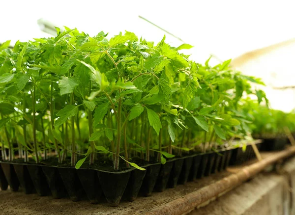 Muitas Plantas Tomate Verde Bandeja Mudas Mesa — Fotografia de Stock