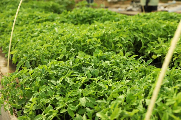 Många Gröna Tomatplantor Bordet Växthus — Stockfoto