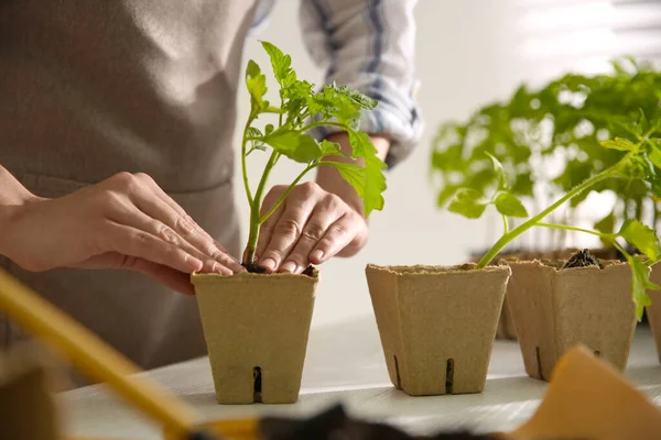 Vrouw Planten Tomaat Zaailing Turf Pot Aan Tafel Close — Stockfoto