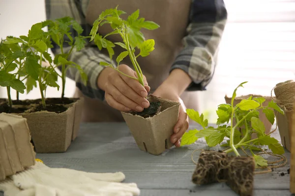 Vrouw Planten Tomaat Zaailing Turf Pot Aan Tafel Close — Stockfoto