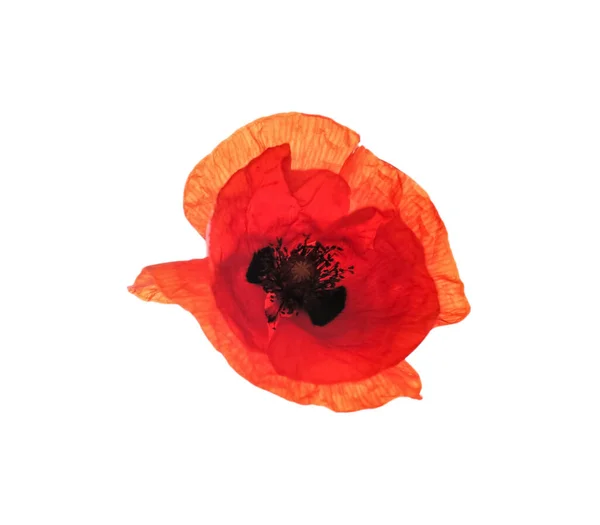 Beautiful Red Poppy Flower Isolated White — Stock Photo, Image