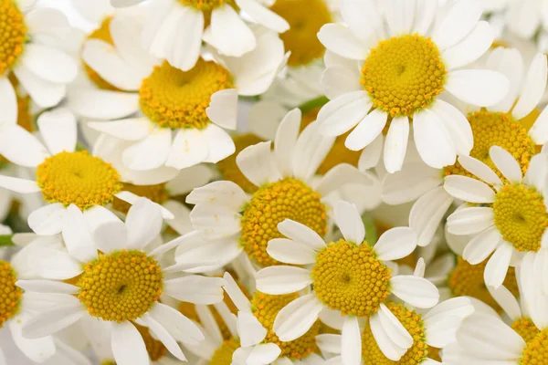 Muchas Manzanillas Florecientes Hermosas Como Fondo Primer Plano — Foto de Stock