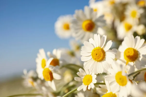 Piękne Kwitnące Rumianki Zewnątrz Słoneczny Dzień Zbliżenie — Zdjęcie stockowe